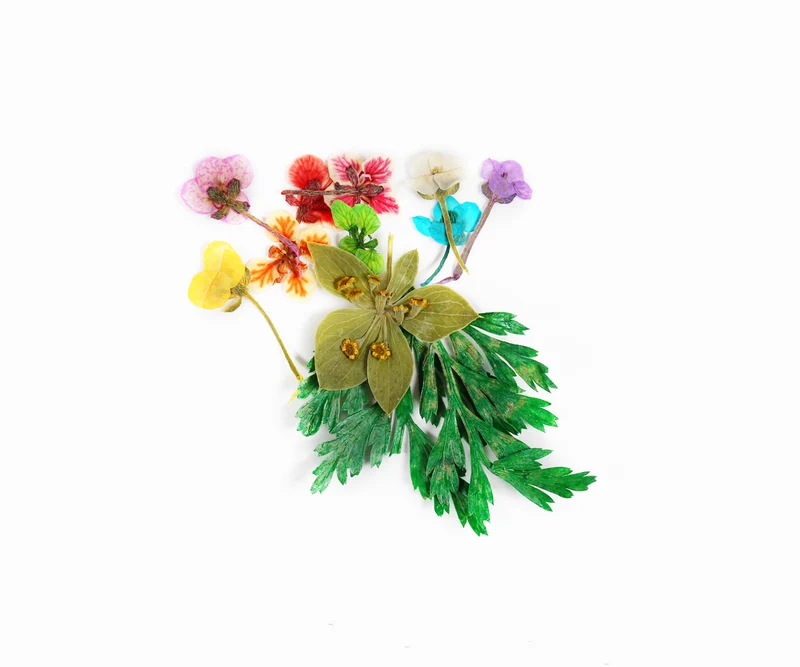 Dry Flowers | 4